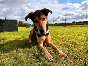 Luca - male German Shepherd Dog Photo
