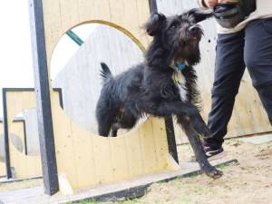 Bobby - male Belgian Shepherd Dog (Malinois) Cross Photo