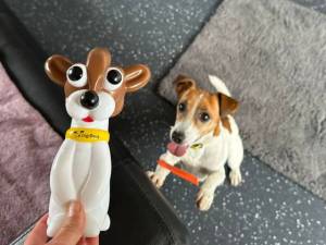 Pearl - female Terrier (Jack Russell) Photo