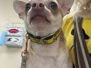 John - male Chihuahua (Long Coat) Photo