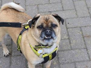 Bella - female Pug Cross Photo