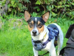 Jimmy - male Terrier (Jack Russell) Photo