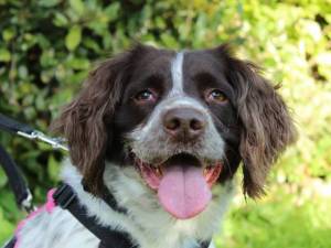 Luna - female Spaniel (English Springer) Photo