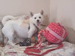 Chino - male Shih Tzu Cross Photo