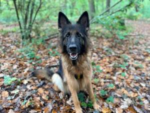 Hailee - female German Shepherd Dog Photo