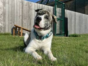 Pocus - male Alaskan Malamute Cross Photo
