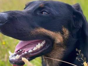 Mowgli - male New Zealand Huntaway Photo