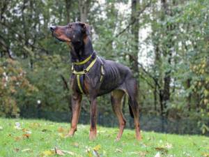 Squash - female Dobermann Cross Photo