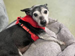 Poppy - female Terrier (Patterdale) Photo