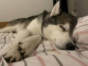Smokey - male Siberian Husky Photo