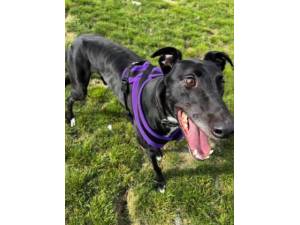 Harry - Male Greyhound Photo