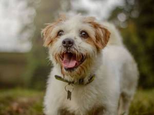 Bob - male Terrier (Jack Russell) Cross Photo