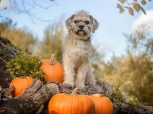 Bailey - male Bichon Frise Cross Photo