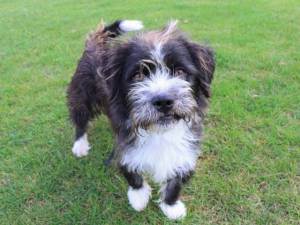 Bertie - male Shih Tzu Cross Photo
