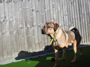 Baloo - male German Shepherd Dog Cross Photo