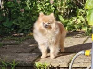 Crumble - male Pomeranian Photo