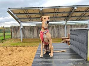 Harley - male Lurcher Photo