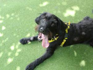 Reggie - male Spaniel (Cocker) Cross Photo