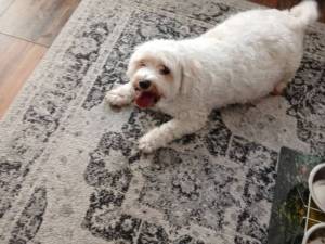 Oreo - male Bichon Frise Cross Photo