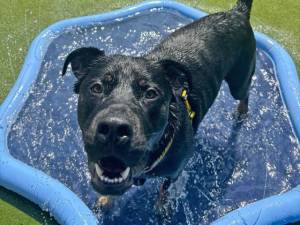 King - male Crossbreed Photo