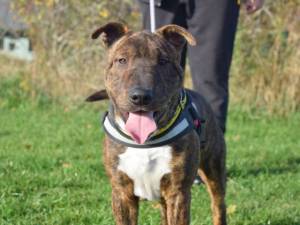 Dave - male Terrier (Staffordshire Bull) Cross Photo