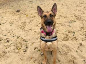 Mabel - female German Shepherd Dog Photo