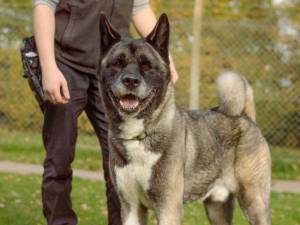 Carbon - male Akita Photo