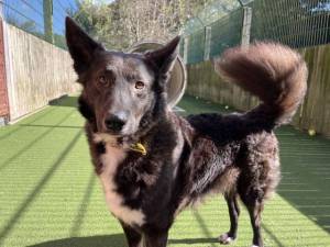 Mikey - male Collie (Border) Cross Photo