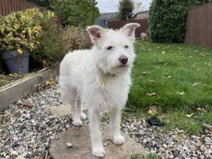 Snow - female Crossbreed Photo