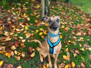 Bruno - male Whippet Cross Photo