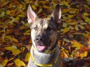 Chewy - male Siberian Husky Cross Photo