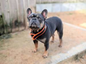 Frankie - male French Bulldog Photo