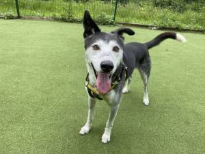 Ollie - male Collie (Border) Cross Photo