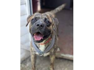 Nacho - Male Crossbreed Photo