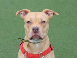 Blue - male Alapaha Blue Blood Bulldog Cross Photo