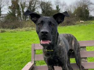 De De - female Crossbreed Photo