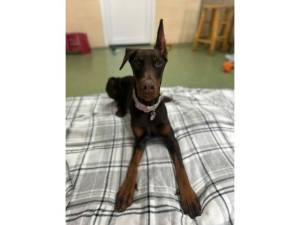 Lola - Female Doberman Pinscher Photo