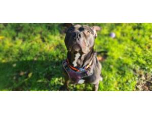 Fernando - Male Staffordshire Bull Terrier Photo