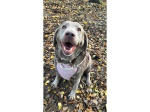 Willow - Female Labrador Retriever Photo