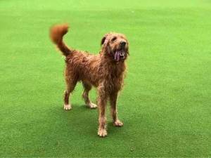 Freddie - male Retriever (Golden) Cross Photo