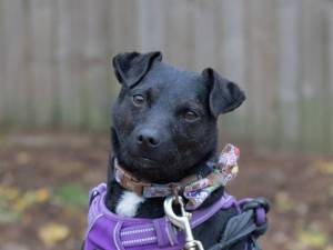 Billy - male Terrier (Patterdale) Photo