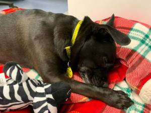 Winnie - female Terrier (Patterdale) Cross Photo