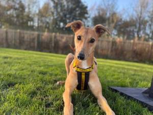 Lady Nessie Longlegs - female Lurcher Photo