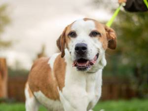 Trixie - female Foxhound Cross Photo