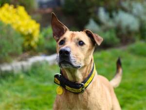 Mimi - female Retriever (Labrador) Cross Photo