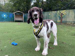 Freddie - male Spaniel (English Springer) Photo