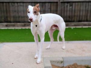 Mocha - male Greyhound Cross Photo