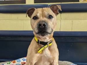 Benjamin - male Terrier (Staffordshire Bull) Photo