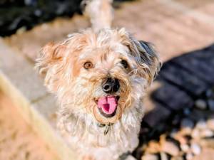 Milo - male Bichon Frise Cross Photo