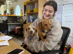 Parker &amp; Penelope - male Dachshund (Smooth Haired) Photo